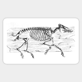 Osteographia - Hog Sticker